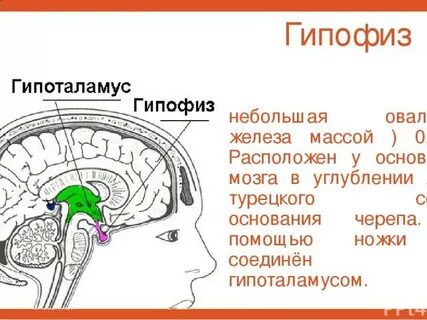 Что значит седло в головном мозге