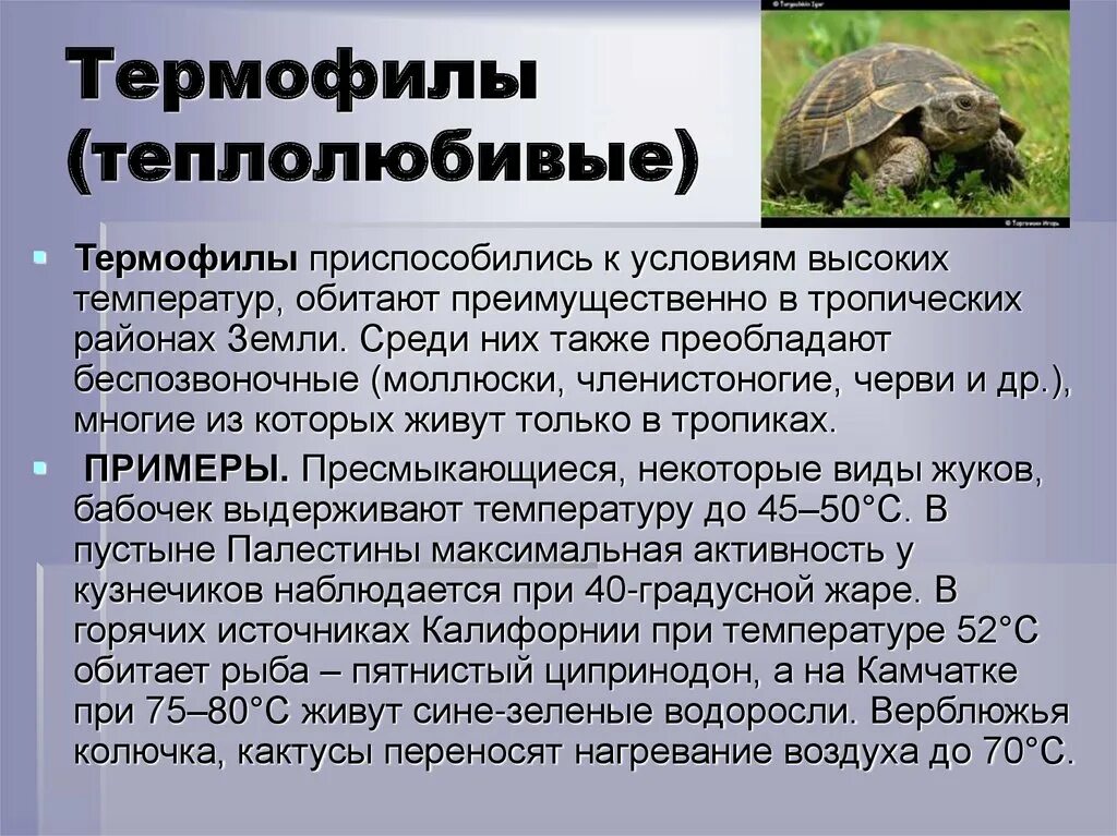 Термофилы. Теплолюбивые организмы. Термофильные организмы примеры. Термофилы приспособления. Где обитает большая часть организмов