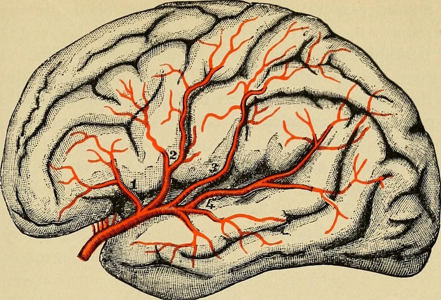 Нарушение кровообращения в сосудах. Сосудистая система мозга. Кровеносные сосуды мозга.