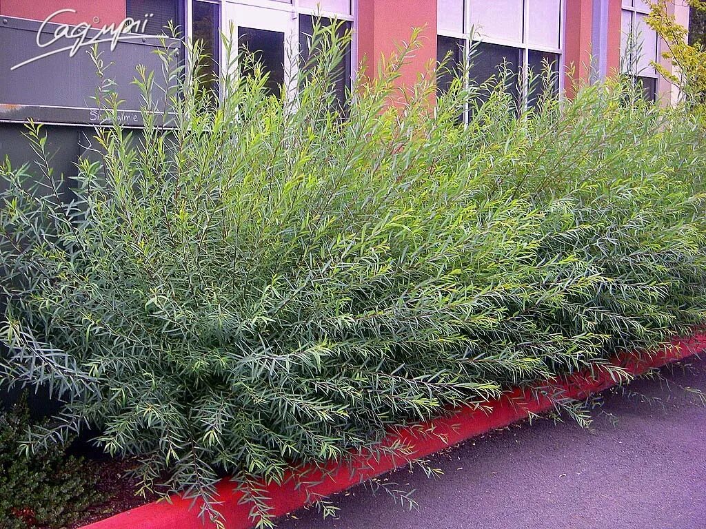 Ива ломкая шаровидная. Ива ломкая bullata. Ива кустарниковая шаровидная. Ива пурпурная грацилис. Ива ледебура пендула.