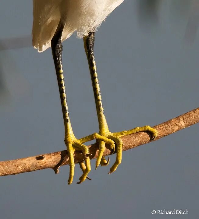 Birds legs