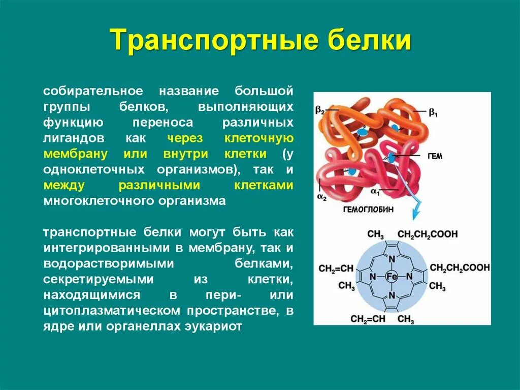 Укажите транспортный белок. Укажите транспортный белок. Транспортный белок dmt 1. Белки химия доклад. Транспортная функция белка.