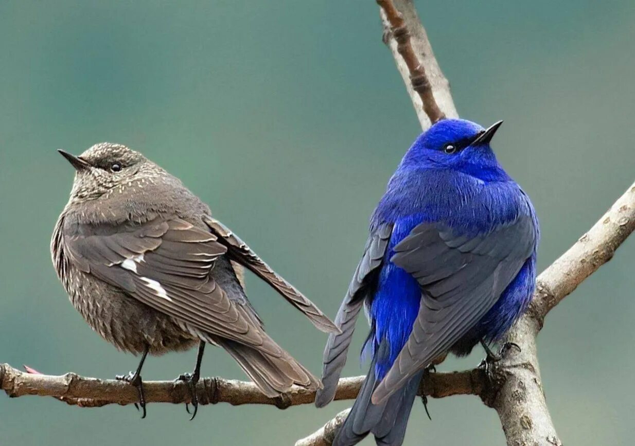 2 семейство птиц. птенец скворца. обыкновенный скворец птенцы. птицы семейства воробьиных. 2 семейство птиц.