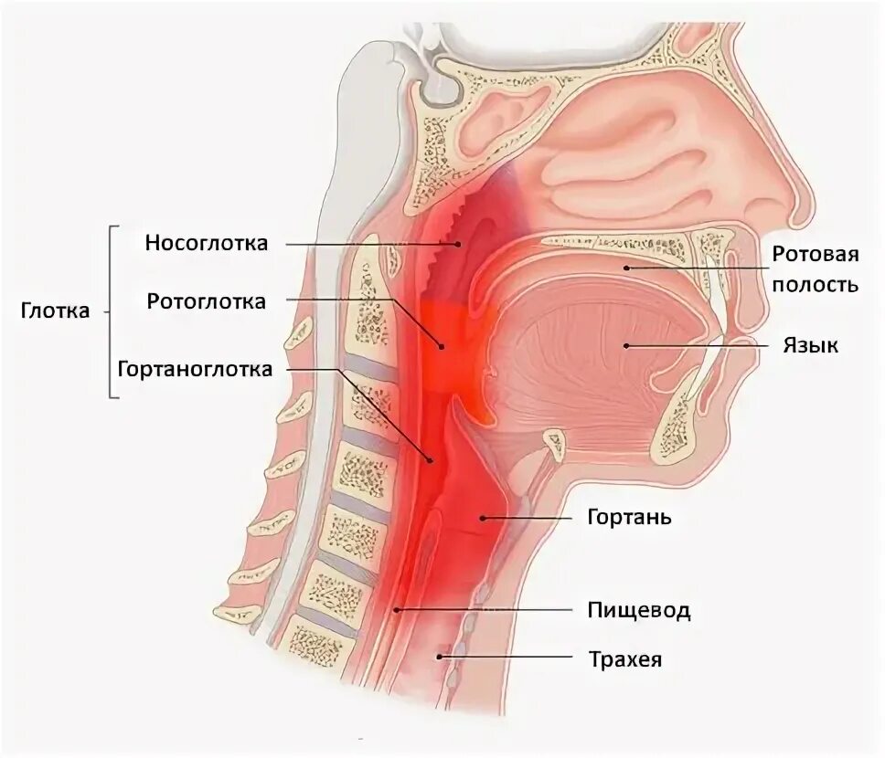 Задняя стенка ротоглотки анатомия. Строение носоглотки и ротоглотки. Строение гортани и горла пищевода. Носоглотка и ротоглотка строение.