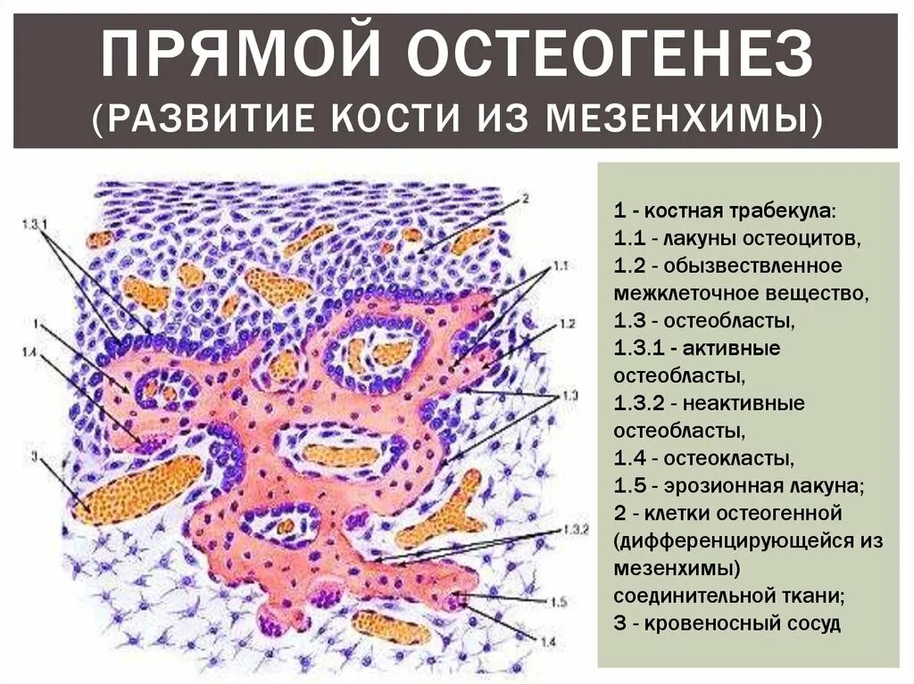 Гистология развитие. Развитие кости из мезенхимы прямой остеогенез препарат гистология. мембранозный остеогенез. развитие кости на месте соединительной ткани. развитие кости из мезенхимы прямой остеогенез.