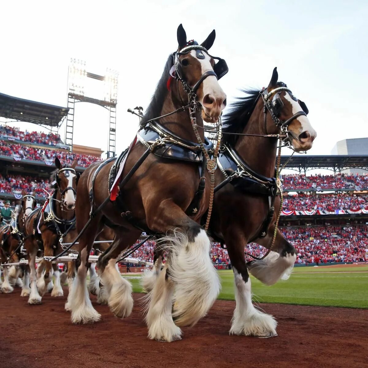 Pin by Gaelle Gornard on Chevaux in 2022 Clydesdale horses, Beautiful horses, Dr