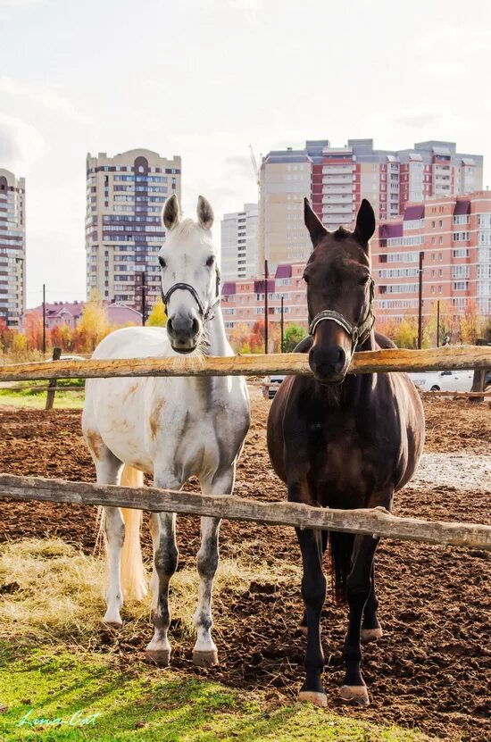 киров ипподром автобусы. ипподром новочебоксарск. сыктывкар уфа автобус. киров ипподром автобусы. ульяновск ипподром скиджоринг.