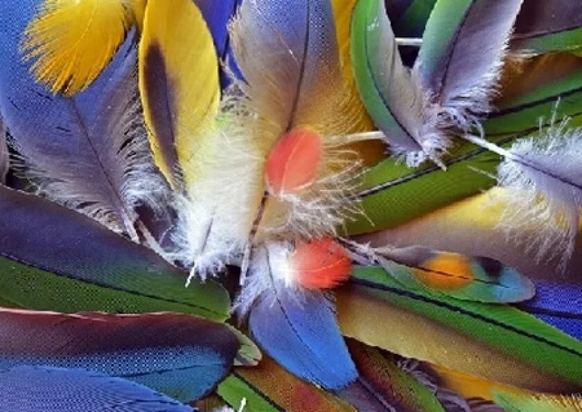 Перья птиц. Красивые перья птиц. Перо попугая. Необычные перья птиц.