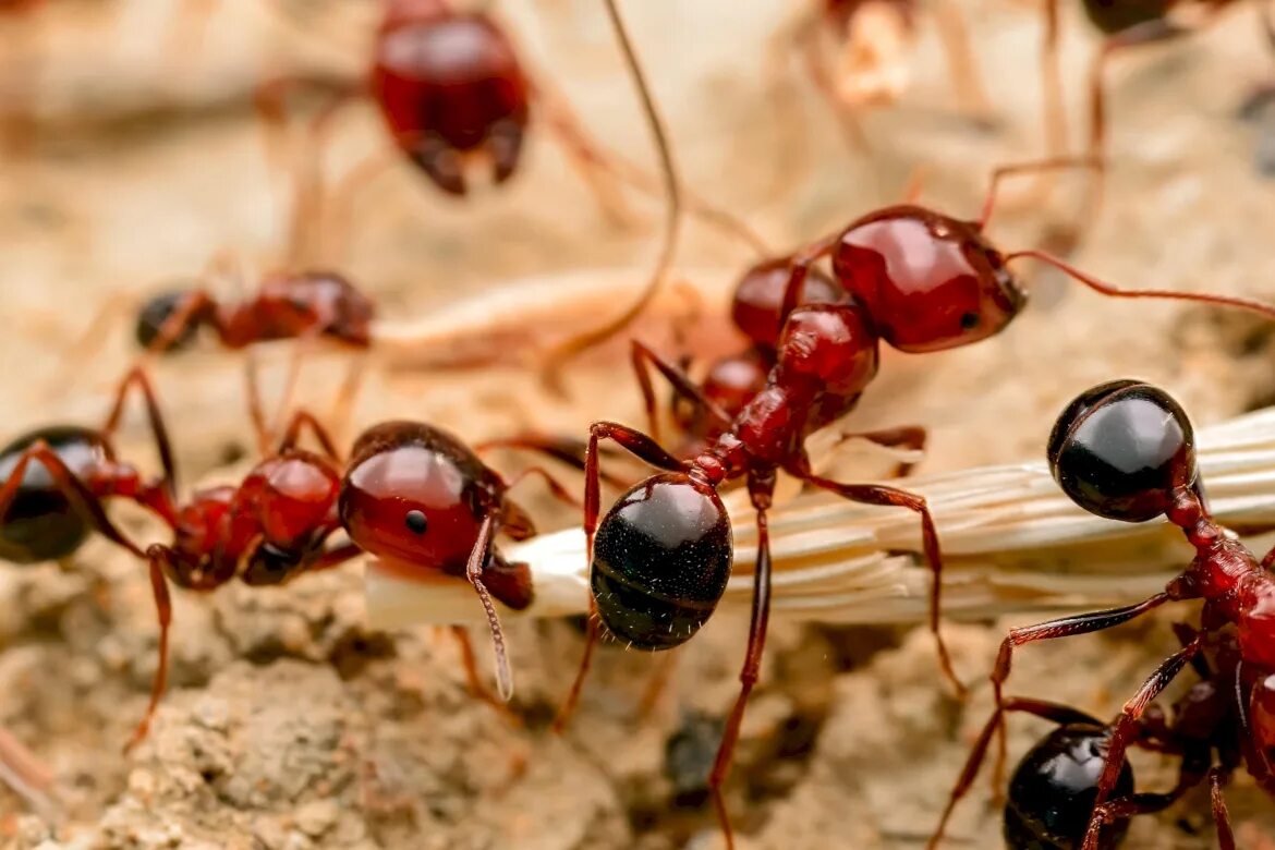 Мирмики муравьи. Рыжий Лесной муравей матка. Рыжий Лесной муравей Муравейник. Муравей кефалот.