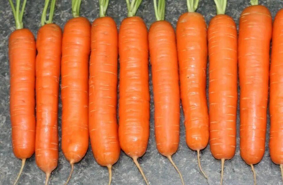 Какой сорт самый сильный. Морковь сорт драгон. Морковь Нантская сахарная. Морковь Калина f1. Морковь навал f1.