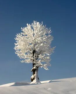 White tree snow