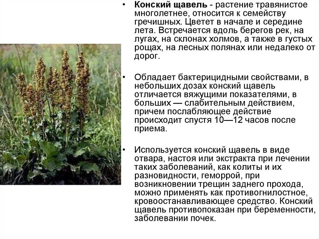 Щавель женский орган. Щавель конский (Rumex confertus). Щавель конский лекарственное растение. Конский щавель (Rumex crispus). Щавель конский ЛРС.