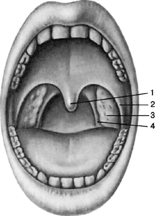 Ротоглотка анатомия миндалин. Небная миндалина анатомия. Анатомия зева строение небных миндалин. Валики глотки