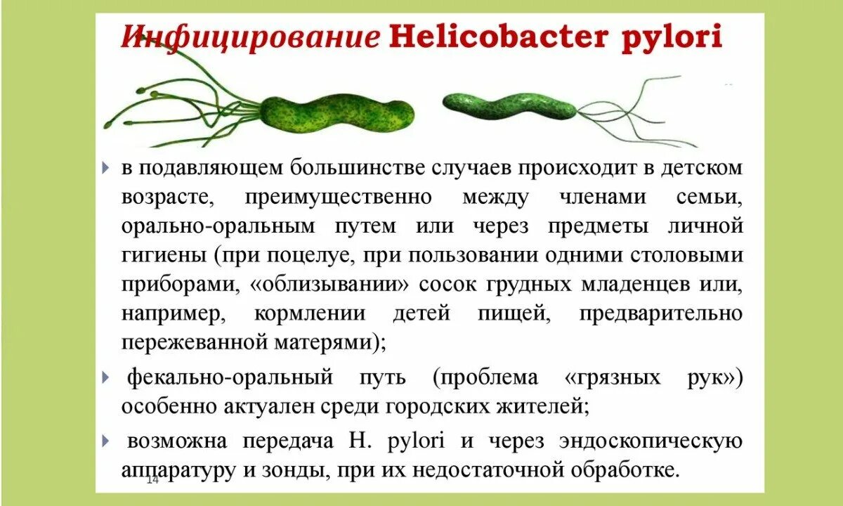 Как можно заразиться хеликобактер. Бактерия хеликобактер симптомы. Хилакобактерия пилори симптомы. Бактерии Helicobacter pylori симптомы. Проявление хеликобактер пилори.