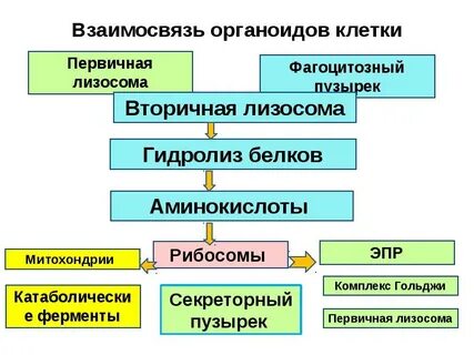 Процессы органоидов