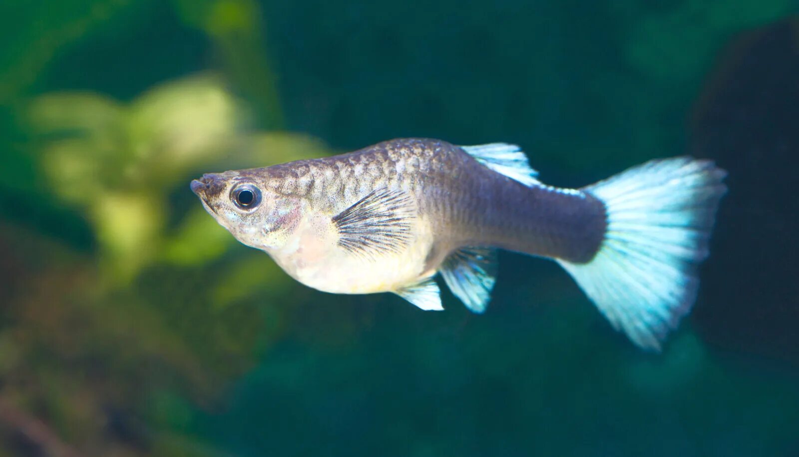 Как рожают гуппи в аквариуме. Рыба гуппи poecilia reticulata. pregnant guppy рыбки. гуппи самка. беременная гуппи.