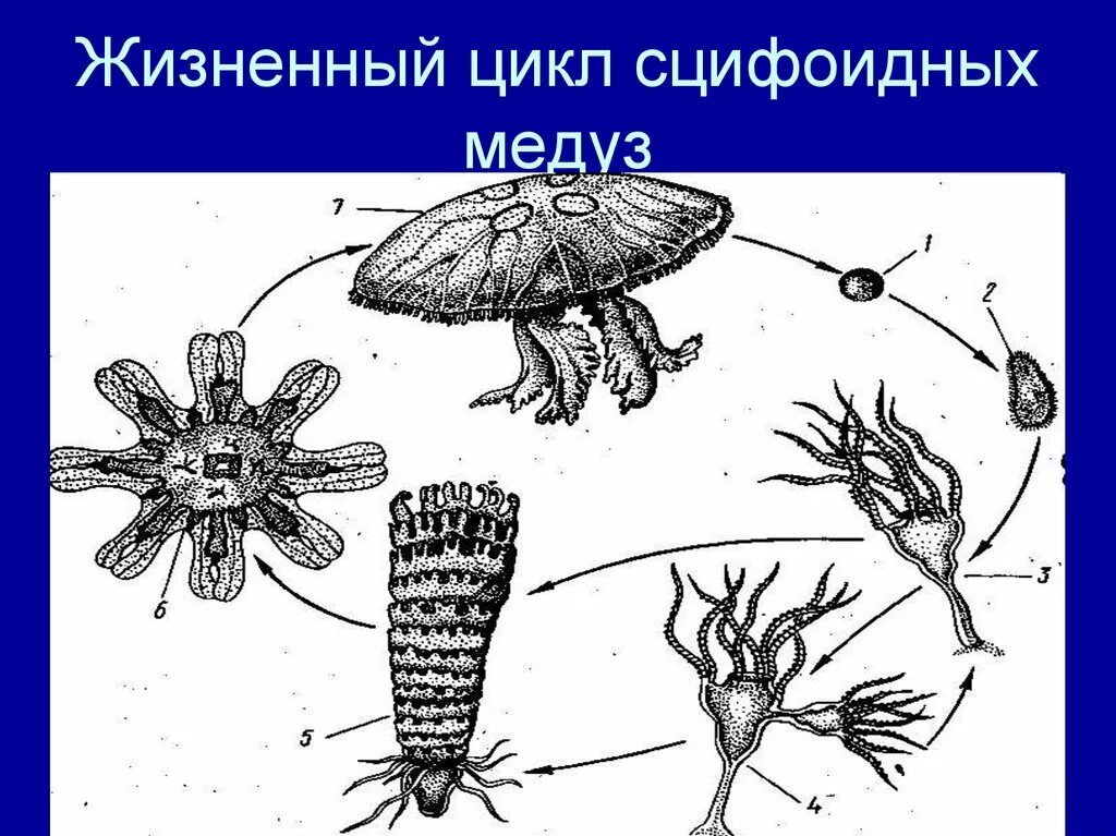 Жизненный цикл сцифоидных медуз. Жизненный цикл сцифоидных медуз схема. Схема жизненного цикла сцифоидных. Стадии жизненного цикла медузы.