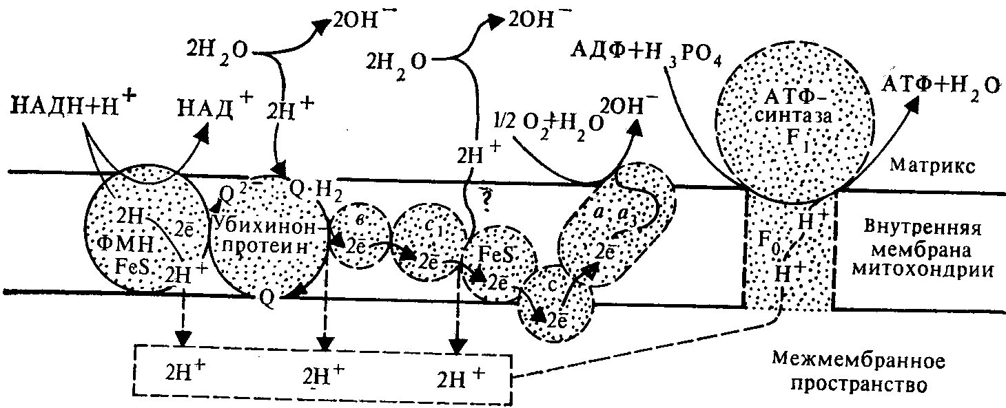 Процесс образования атф в митохондриях. Дыхательная цепь и окислительное фосфорилирование. Схема процесса фосфорилирования. Окислительное фосфорилирование дыхательная цепь схема. Схема окислительного фосфорилирования биохимия.