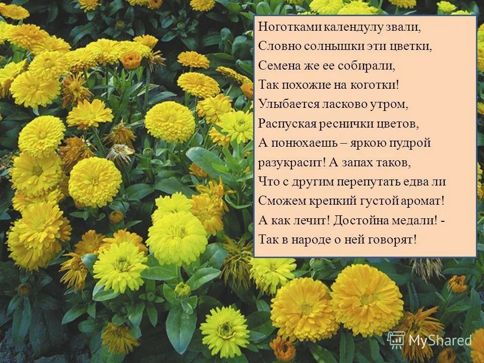солнце ласково смеется. ноготки осенний цветник поверья и легенды. красивое солнышко. пословицы про солнышко. ласковое слово словно солнышко.