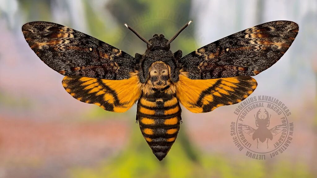 Бабочка мертвая голова 7 букв сканворд. Мотылек бражник мертвая голова. Бражник мертвая голова acherontia atropos. Бабочка мертвая голова 7 букв сканворд. Бабочка мертвая голова 7 букв сканворд.