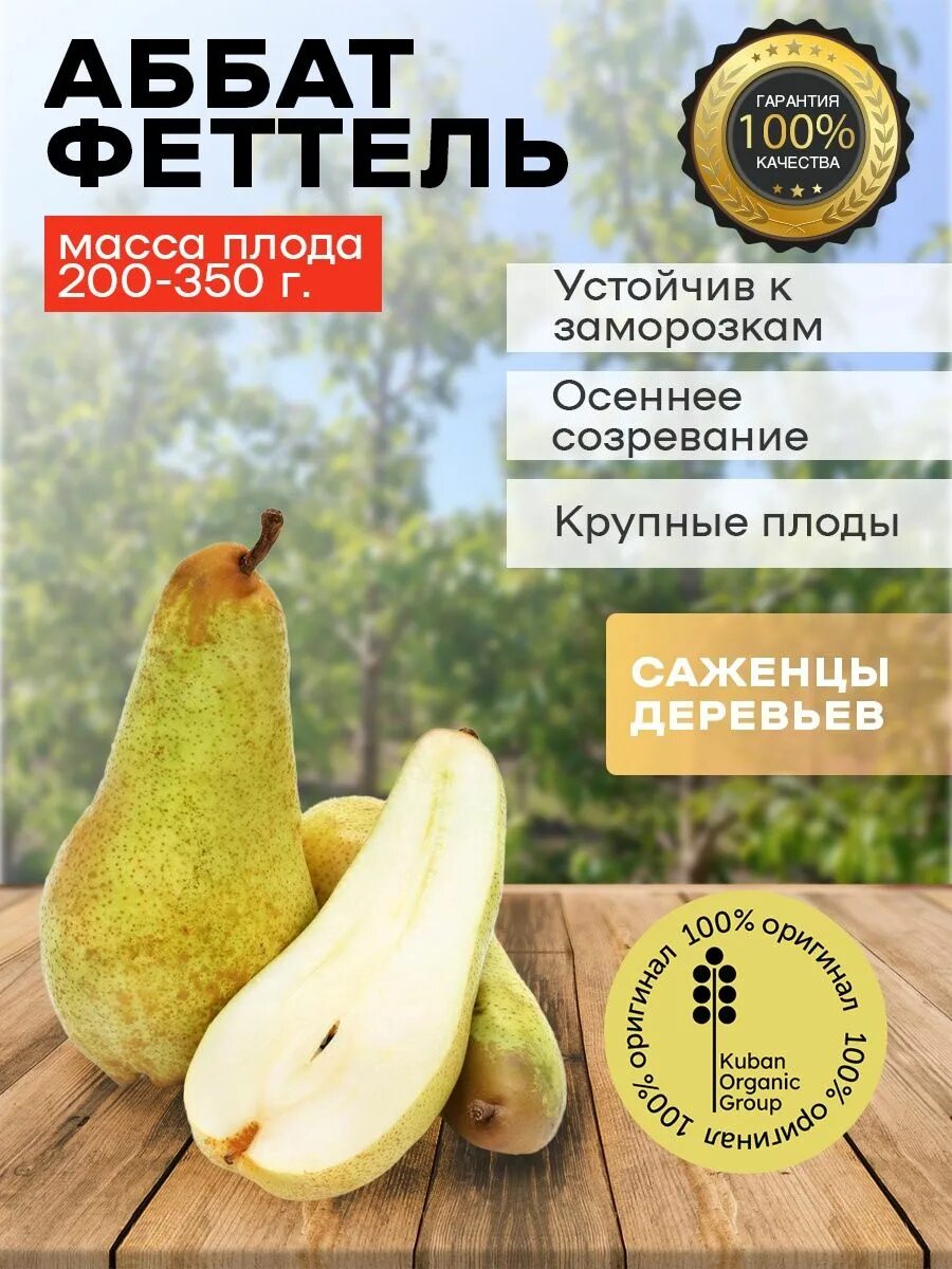 Сорт груши аббат Фетель. Груша аббат Фетель фото. Kuban Organic Group. Груша аббат Фетель размер кроны взрослого дерева. Груша аббат фетель описание сорта отзывы