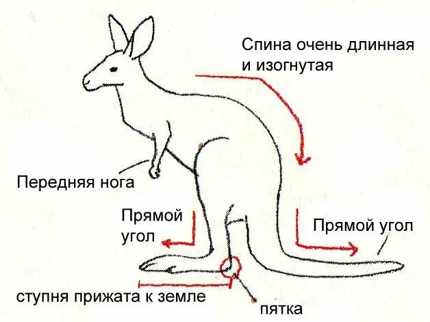 Особенности внешнего строения зверей