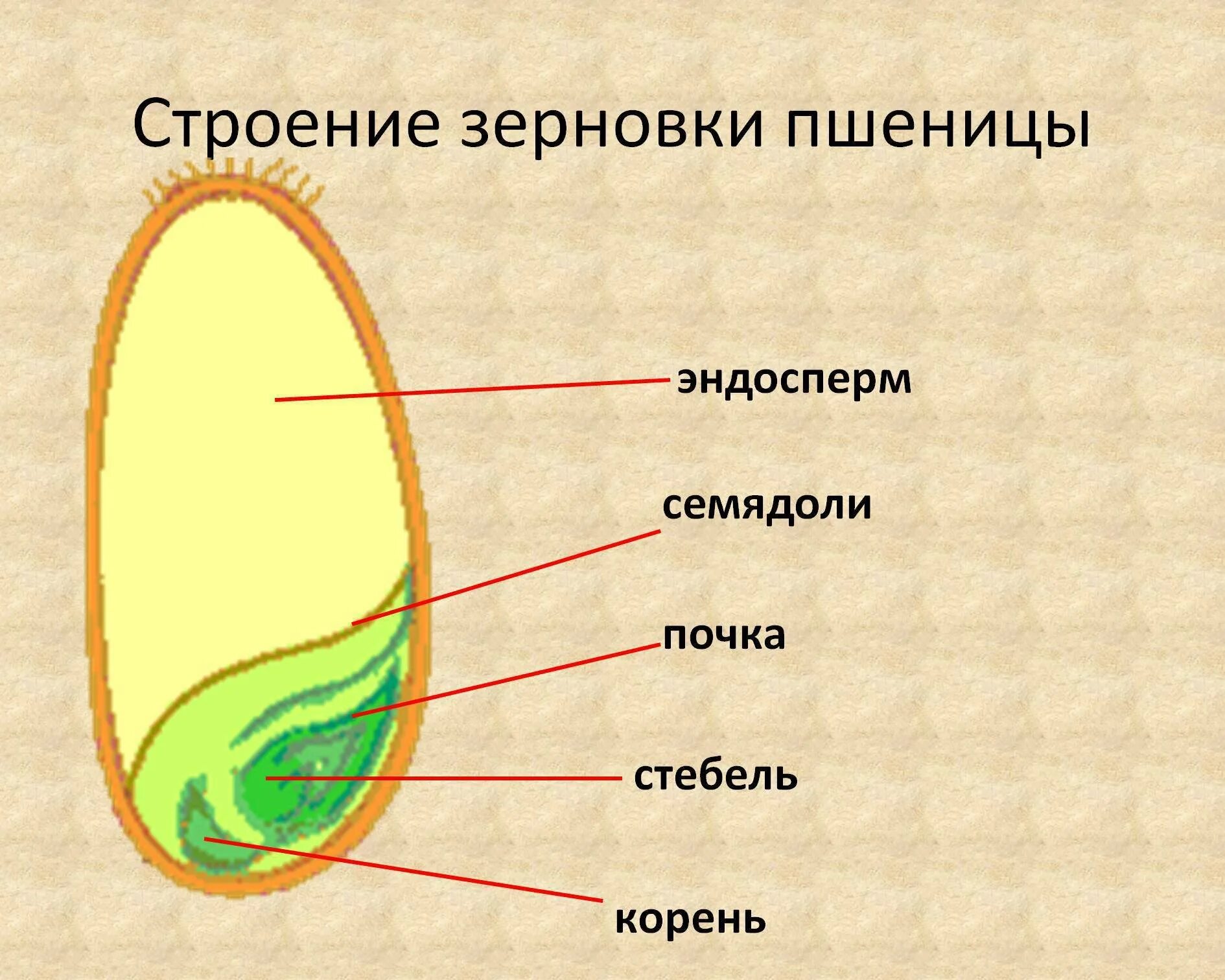 Строения семя пшеницы что такое эндосперм. Строение зерновки пшеницы рисунок. Строение зерновки пшеницы 6 класс. Строение семян однодольных растений Зерновка пшеницы.