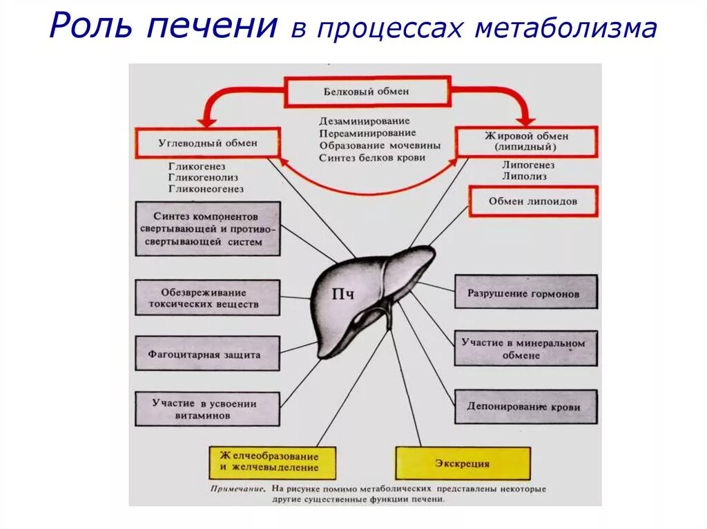 Какая роль печени