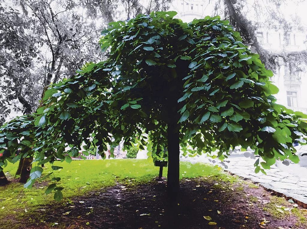 Вяз Пендула. Вяз шершавый (Ulmus glabra). Вяз шершавый Camperdownii. Вяз шершавый лес.