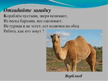 Какое животное являлось кораблем пустыни для арабских