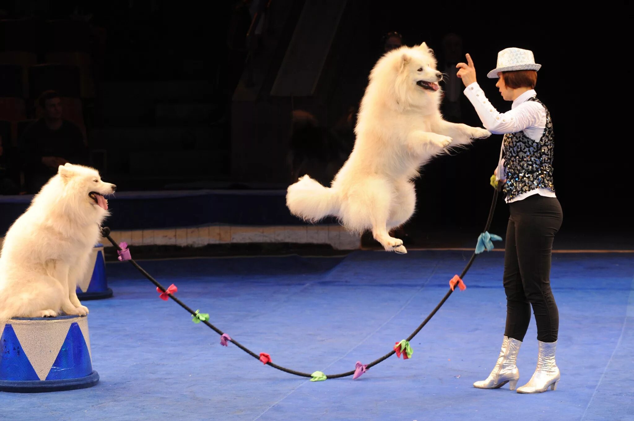 Цирк ростов. Цирк гии эрадзе гастроли ножи. Цирк никулина. Цирк репортаж. Королевский цирк никулина.