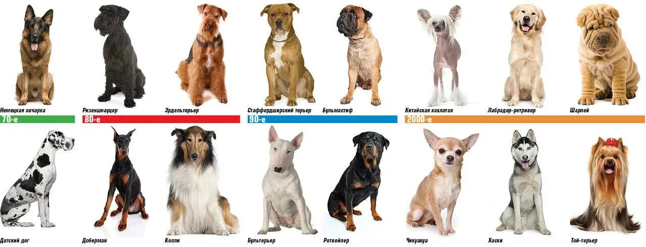 Какие породы подойдут для квартиры. Средние породы собак. Породы собак названия. Самые популярные породы собак с названиями. Породы маленьких и средних собак.