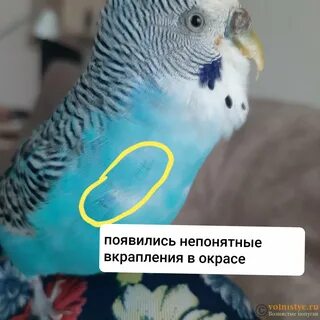 Как отличить самца от самки волнистого