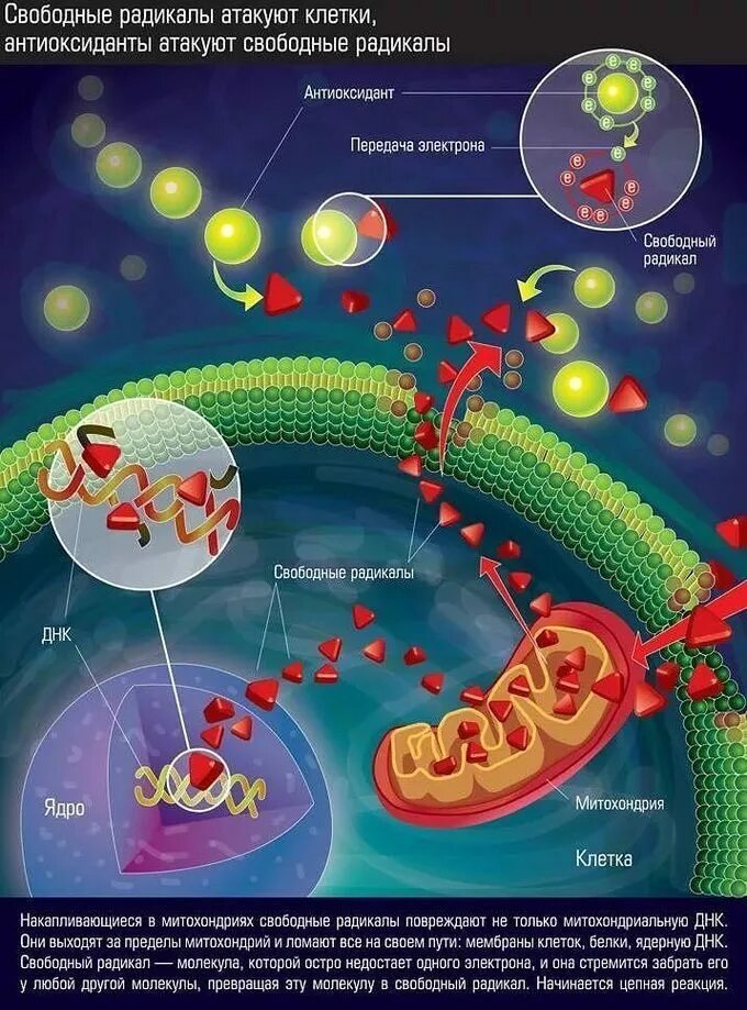 Химические изменения клеток. Свободные радикалы атакуют клеточную мембрану. Митохондрии и свободные радикалы. Механизм действия антиоксидантов на свободные радикалы. Свободные радикалы и старение биохимия.