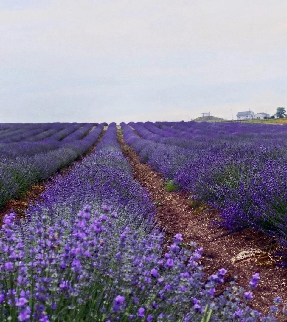 лавандовое лето солнечная ул 26 село кочетовка