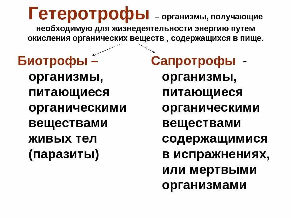 виды питания живых организмов. гетеротрофы это кратко и понятно. гетеротрофный обмен веществ. гетеротрофы. виды обмена веществ.