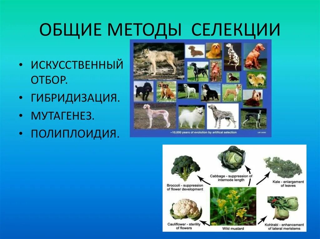 Селекция презентация 10 класс. Основные методы селекции. Методы селекции отбор и гибридизация. Методы основной селекции. Методы отбора в селекции.