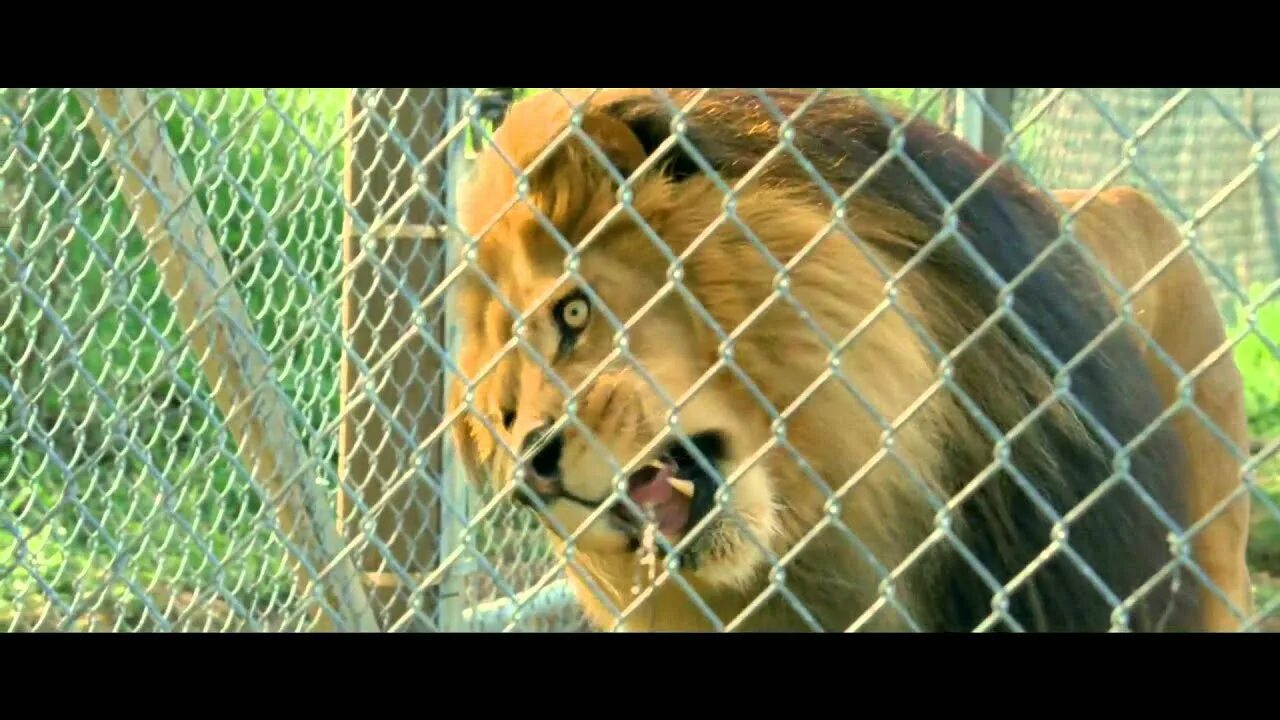 Дартмурский зоопарк бенджамин. Зоопарк трейлер. Зоопарк трейлер. Зоопарк трейлер. Мой парень из зоопарка 2.