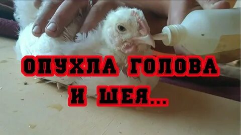 Ли давать курам пенопласт