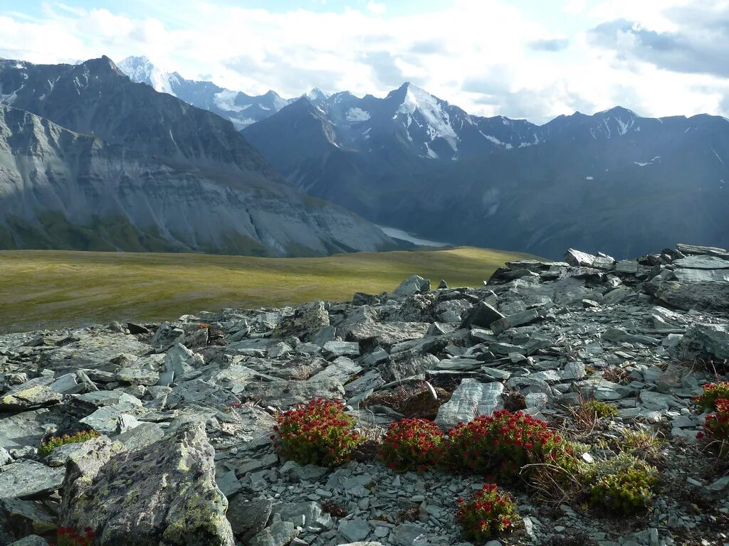 Оазис алтай. Золотые горы Алтая Белуха. Природный парк Белуха Алтай. Алтайский заповедник гора Белуха. Чарыш гора Белуха.