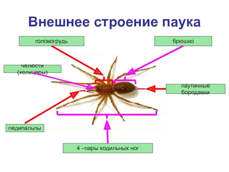 Сколько пар ходильных