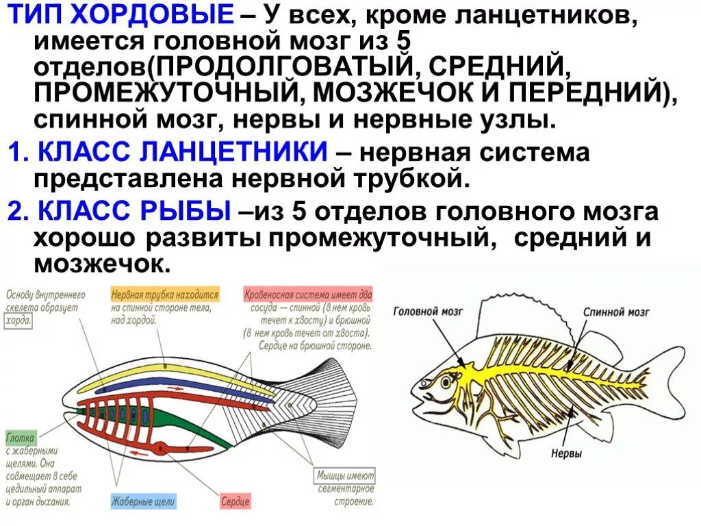 Хордовые на спинной стороне тела. Нервная система хордовых 7 класс. Тип Хордовые нервная система 7 класс. Нервная система хордовых рыб. 5 Отделов нервной системы у хордовых рыб.