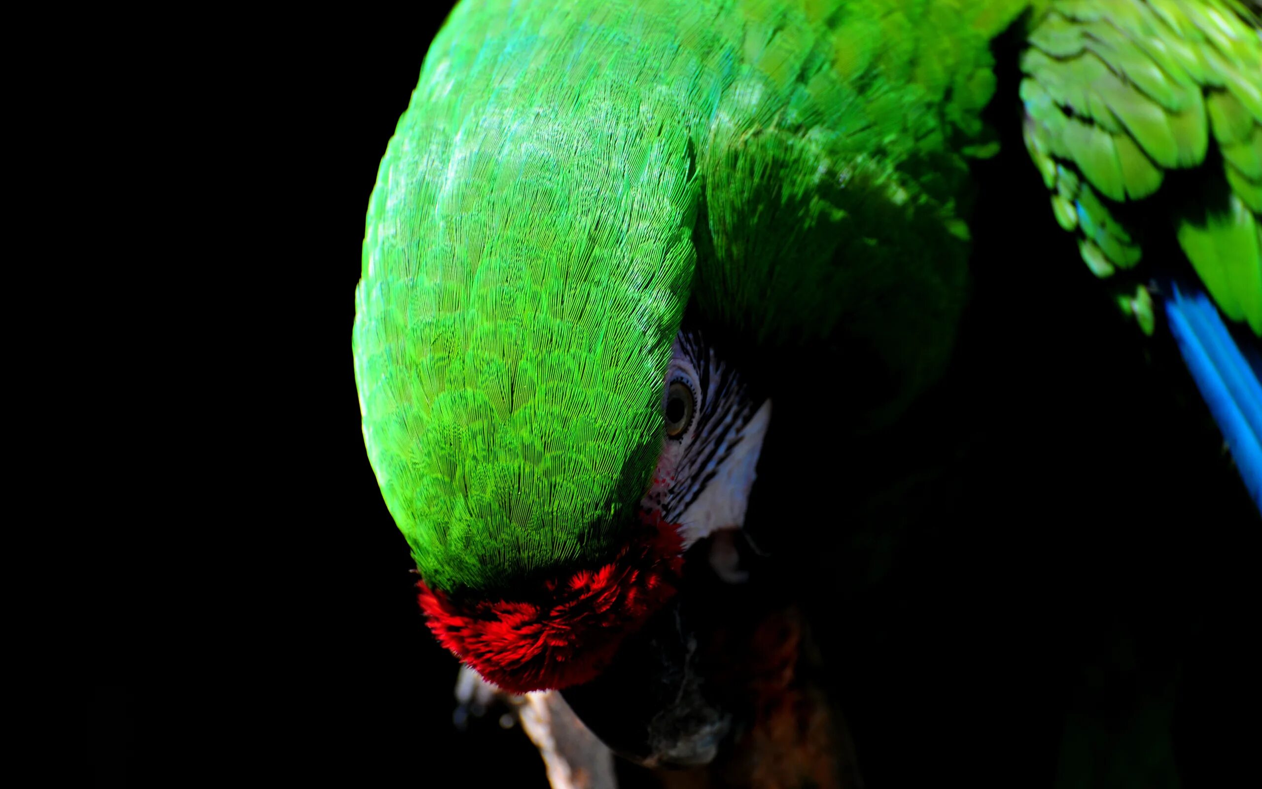 Зеленый попугай. Тропический попугай. Злой попугай. Попугай на рабочий стол. Попугаи в темноте