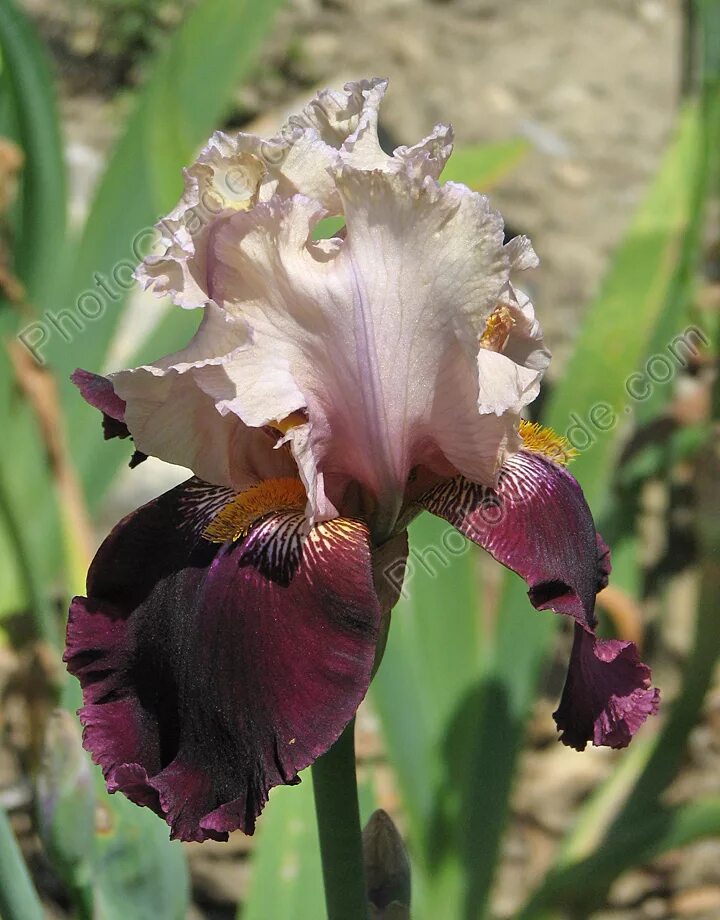 Ирис социал грейс. Ирис бородатый latin lover. Ирис розовый перец. Ирис бородатый аметист флейм. Ирис карликовый кэтс ай.