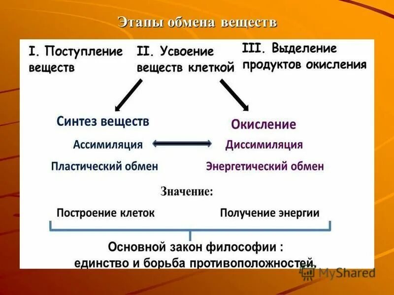 перечислите основные этапы обмена веществ в организме. этапы белкового обмена схема. этапы обмена веществ и энергии кратко. фазы обмена веществ. 3 этапа обмена веществ и энергии в организме.