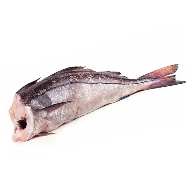 Треска б г. Морская рыба пикша. Пикша Дальневосточная. Пикша рыба свежемороженая. Рыба пикша без головы.