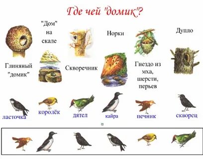 Где живут птицы