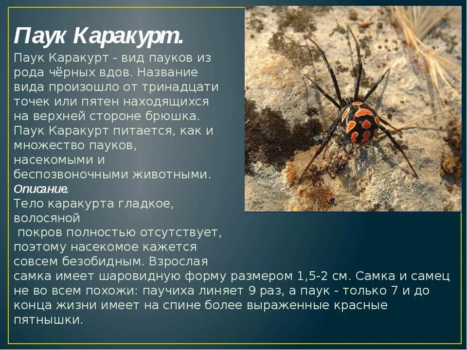 Название вдовы. Ядовитый паук Каракурт. Паук Каракурт обитает в России?. Сообщение о пауке Каракурте. Каракурт паук описание.