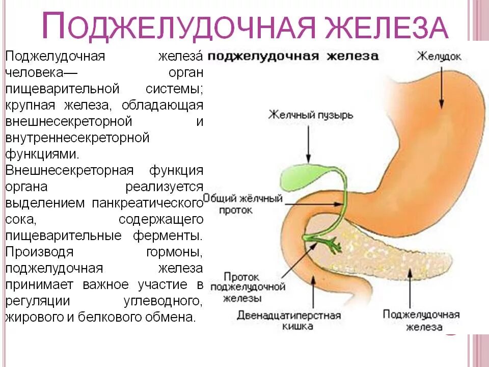 Двенадцатиперстная кишка процесс пищеварения. Панкреатин поджелудочная железа. Поджелудочная желелеза. Поджелудочная железа желчный пузырь анатомия. Общий проток поджелудочной железы и желчного пузыря.