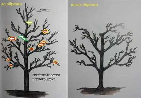 Обрезки черешни